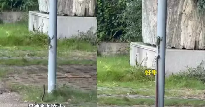 有片！湖南街頭上演「蛇蛙生死戰」 青蛙跳上電線桿逃命 蛇騰空半米咬住後腿