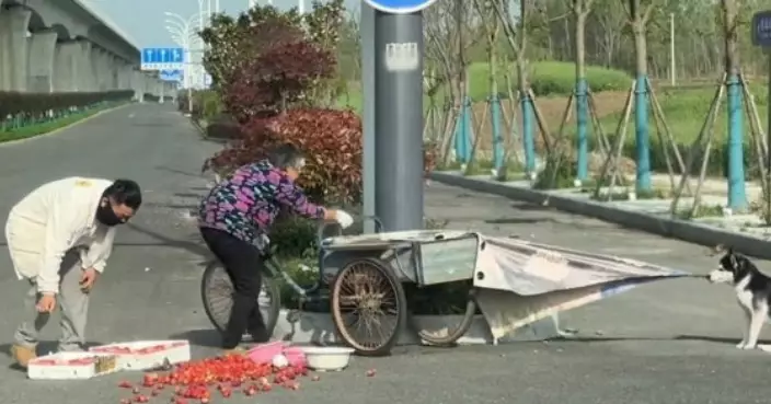 見婆婆士多啤梨車翻側 哈士奇突衝下車嚇壞主人 下秒做1舉動暖爆全網