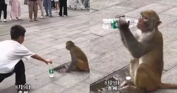野生獼猴獲男童遊客遞樽裝水 即「自己開蓋」飲用獲讚有靈性