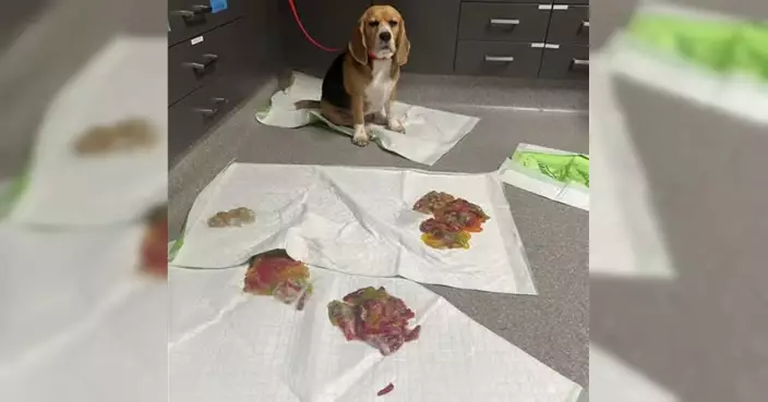 偷吃軟糖被送醫催吐 3歲米格魯犬吐出近1KG未完全消化軟糖驚呆獸醫