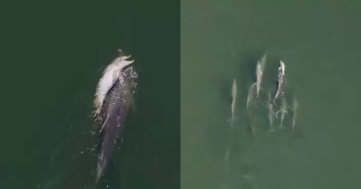 連失4孩 澳洲雌性海豚托夭折幼豚游足6日 14條同伴全程守候陪伴