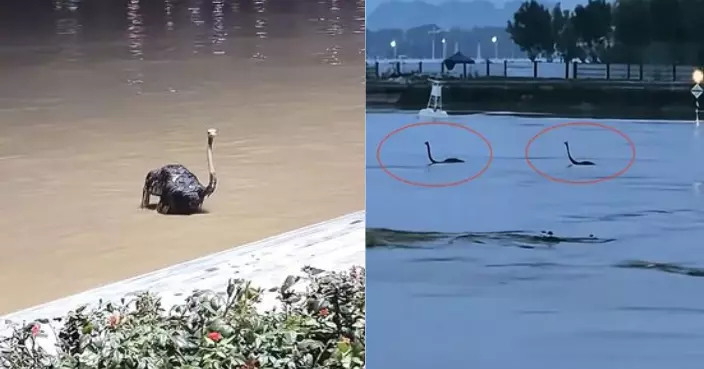 河南暴雨沖走景區8隻鴕鳥 河中載浮載沉僅露頭頸 歷劫後全數被尋回