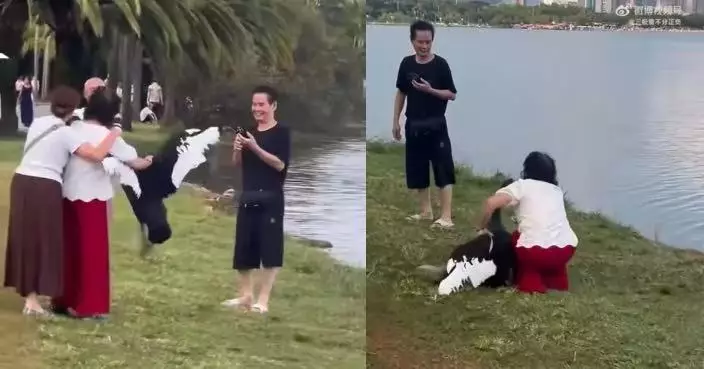 無視牠慘叫 雲南女遊客為拍照強捉黑天鵝頸部不放 惹網民炮轟不文明