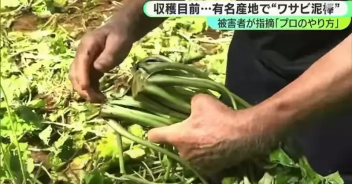 3,500株山葵採收前遭竊 日農戶逾1年心血付諸流水心碎 切口整齊疑專業人士所為
