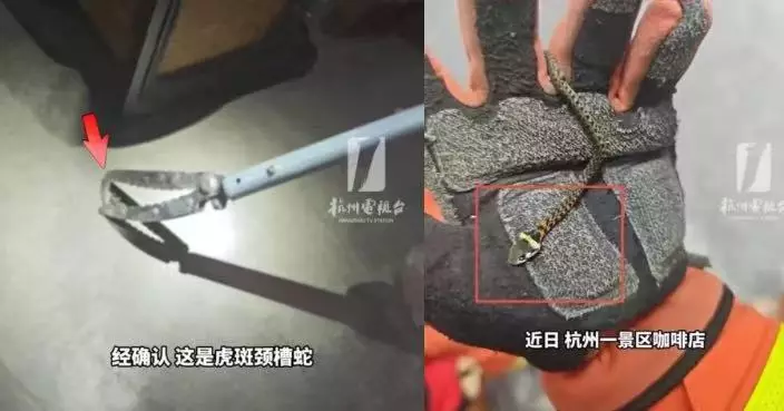 10CM幼蛇闖杭州咖啡店 消防員全副武裝捕捉驚揭係劇毒虎斑頸槽蛇