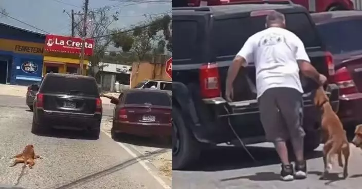 將狗綁車尾拖行 洪都拉斯男被途人勸阻反揪耳仔塞車尾箱遭罰款兼沒收狗隻