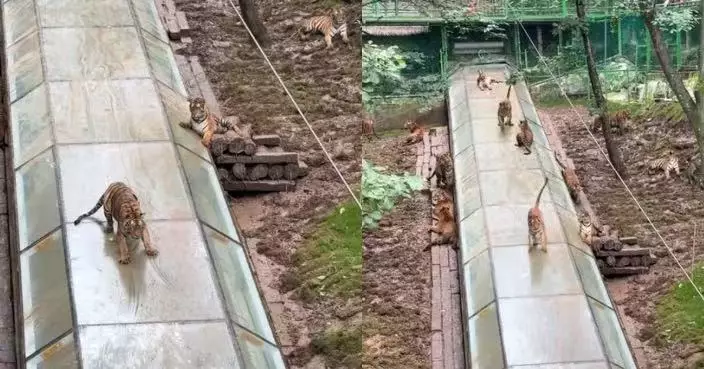 河南動物園東北虎雨後排隊「瀡滑梯」 威猛猛獸秒變「貪玩大貓」萌翻全網