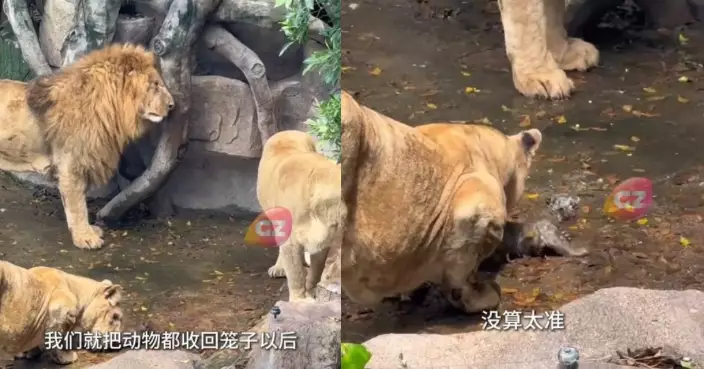 東北虎幼崽跌入非洲獅區 母獅未攻擊反溫柔舔舐助清潔上演跨物種溫情