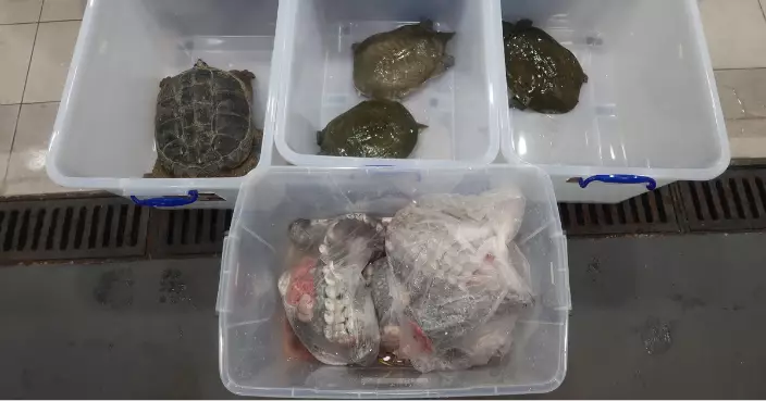 ​海關檢獲懷疑瀕危物種活水魚活龜及鱷魚肉 市值共約5900元