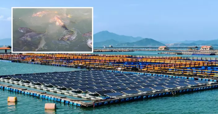 福建行｜寧德大黃魚每日供港30噸 海上風光儲微電網保障漁民用電