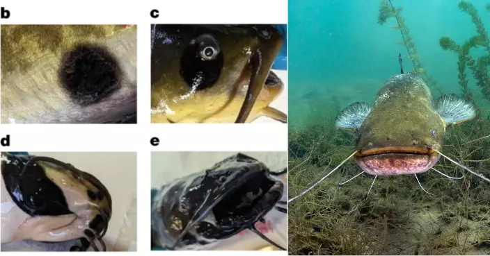 顛覆科學認知！美研究：淡水魚癌細胞可直接傳播