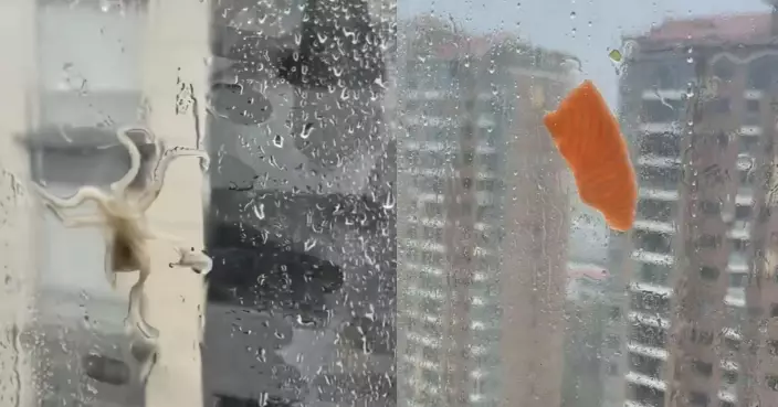 白海豚奇觀！狂風把「海鮮」吹上窗　活八爪魚趴玻璃、生魚片湊「熱鬧」