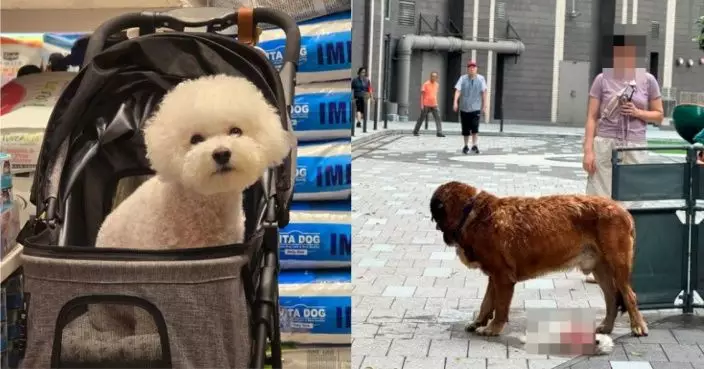 元朗大狗咬死兩狗 比熊犬狗主稱用盡方法大狗仍不鬆口 眼睜睜看著愛犬離世