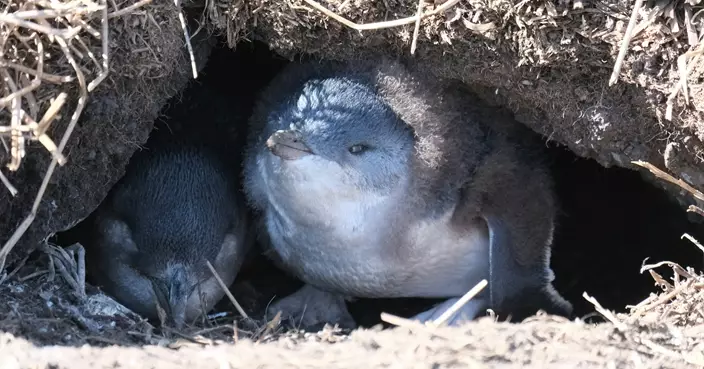 H5N1禽流感入侵澳洲！政府計劃為約5千隻野生小藍企鵝接種疫苗