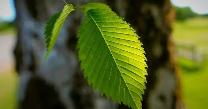 美國科學家培育新一代榆樹 冀抵抗致命荷蘭榆樹病