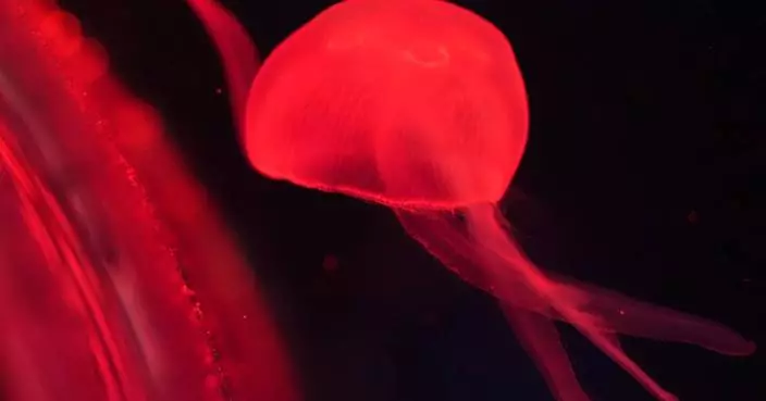 美國首間水母博物館佛州開幕 展出逾20種水母