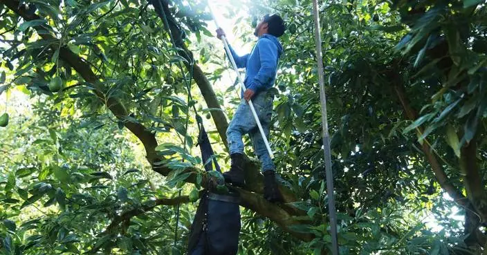 墨西哥牛油果恢復輸美 採摘工人重投工作惟安全隱憂未除
