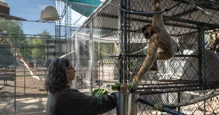 洛杉磯長臂猿保育中心半世紀護瀕危物種 獨特歌聲遠播