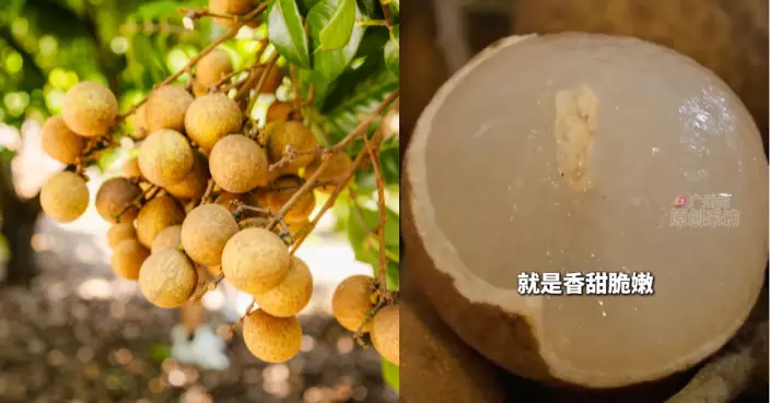 龍眼×荔枝全球首個雜交種「脆蜜」9月試賣　每公斤$82　明年有望平價供港