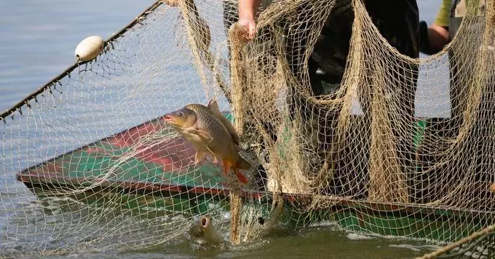 歐洲夏季乾旱威脅魚類生存 漁業損失數百萬歐元