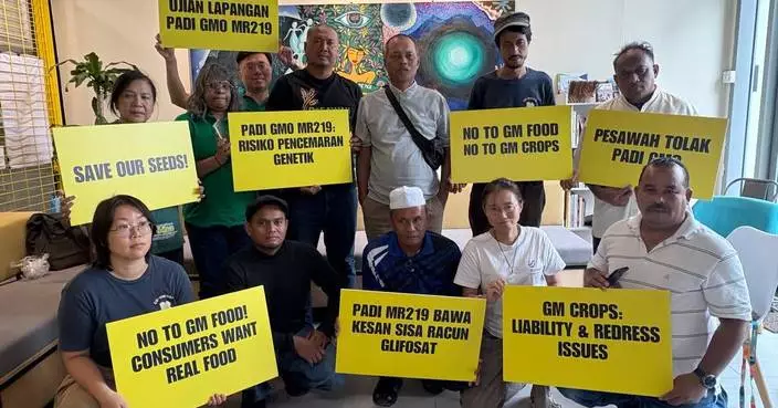 馬來西亞團體促拒基因改造稻米試驗 憂食物安全及環境風險