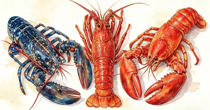 龍蝦係「海中蟑螂」?! 幾百年前連囚犯都唔願食!?