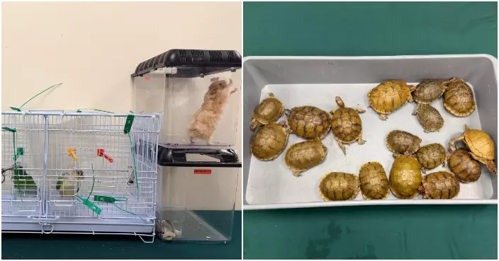 海關於口岸檢獲多隻非法進口動物包括活龜鸚鵡等　市值約20萬