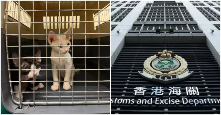 海關落馬洲截查54歲抵港內地男旅客 個人行李內檢兩隻非法進口活貓