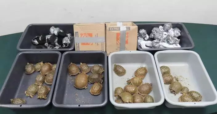 海關機場檢獲42隻瀕危活龜　約值21萬元兩收件男子被捕