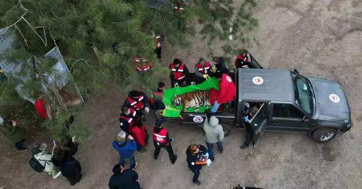 阿根廷惡名動物園30隻獅虎獲救 遷往南非美國庇護所