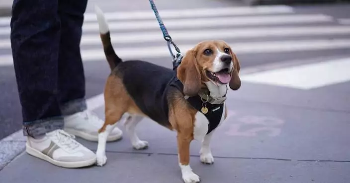 基因編輯小獵犬成功培育 狗隻過敏者未來或可養狗