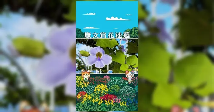 盛夏庭園綻放一抹淺藍 康文署介紹溫柔夏花大花老鴉嘴