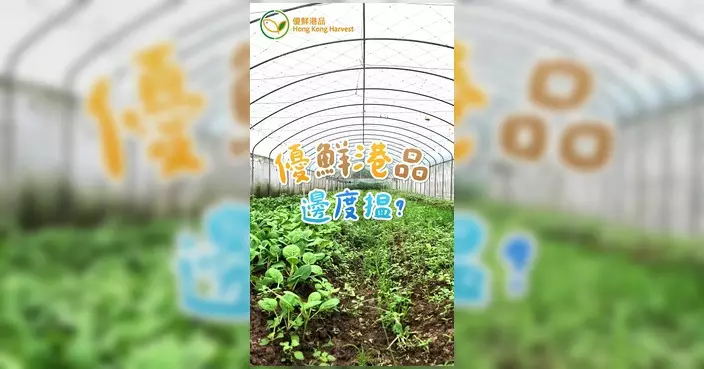 「優鮮港品」7月導賞團 參加者元朗落田收割本地菜