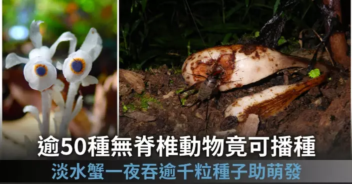 港大研究揭「腳下園丁」現象 逾50種無脊椎動物可傳播種子