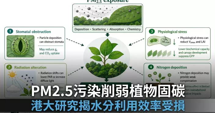 港大研究揭示隱藏氣候威脅：PM2.5污染削弱植物水分利用效率與碳吸收能力