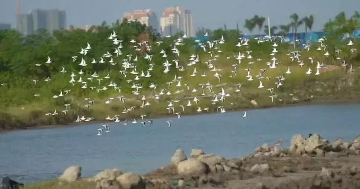 廣西北海濕地公園生態恢復良好 錄超200種雀鳥