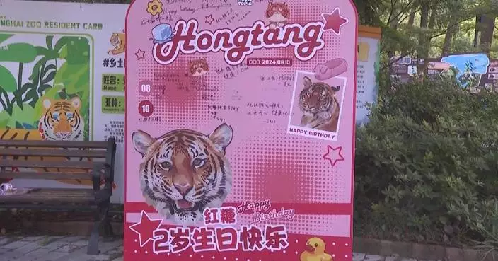上海動物園棄養孟加拉虎「紅糖」兩歲生日 吸引大批粉絲慶祝