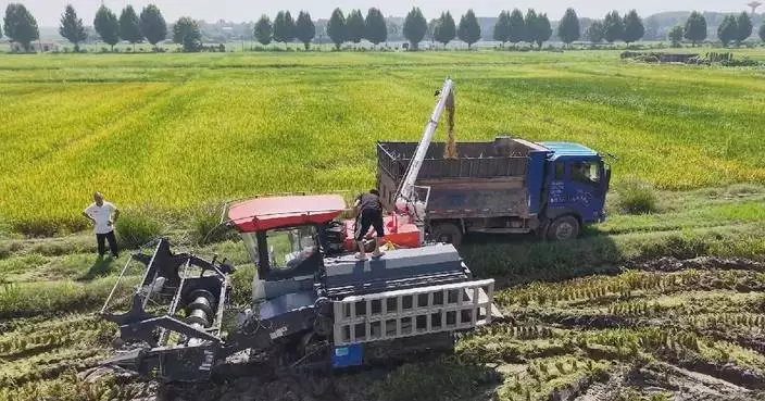 中國早稻產量連續六年超2800萬公噸 國家統計局：為全年豐收奠基