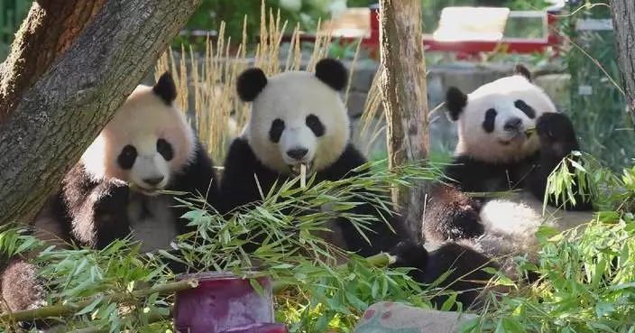 德國柏林動物園熊貓雙胞胎慶祝兩歲生日
