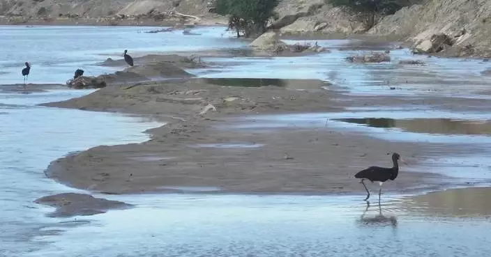 逾六十隻黑鸛現身新疆 於頭屯河流域築巢