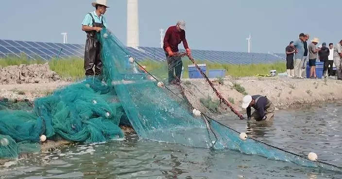 天津濱海新區鹽田蝦收成旺季