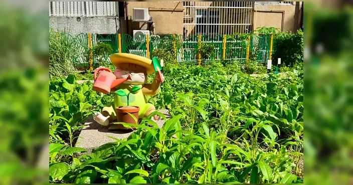 中西區城市耕作工作坊少年警訊篇圓滿結束 學員收割農作物並分享予區內家庭