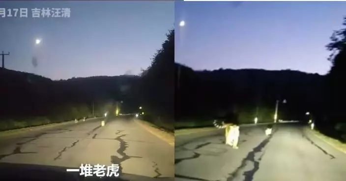 吉林公路驚現東北虎「一家五口」 4幼虎蹦跳嬉戲 母虎路旁警戒護崽