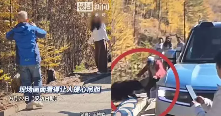 內蒙野生棕熊冬眠前瘋狂覓食 有遊客冒險下車靠近拍照餵食