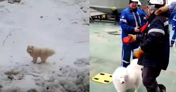 愛犬走失一周  俄女飼主接破冰船員電話稱「你的狗在北極」以為詐騙