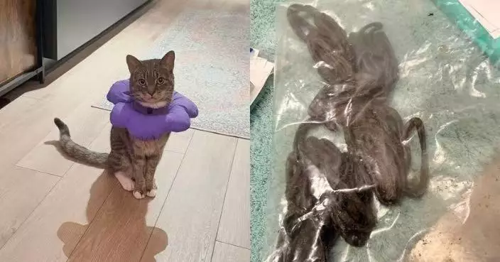 貓仔頻繁嘔吐 女飼主送醫驚揭牠胃內塞滿35條橡筋