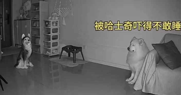 醉男誤將「狗雕像」搬回家 家犬嚇到徹夜不眠 凌晨4時仍瞪大眼監視