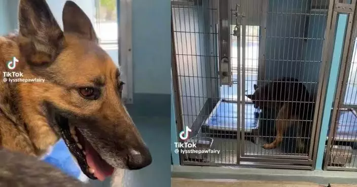 陪主人8年被送收容所 德國牧羊犬遭列安樂死名單險死 幸獲領養迎新生