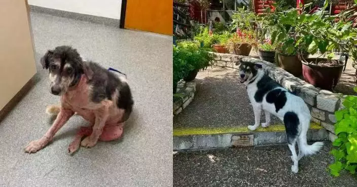 主人離世後獨自流浪 狗狗獲救時後腿無力嚴重脫毛 經數周治療康復終獲收養