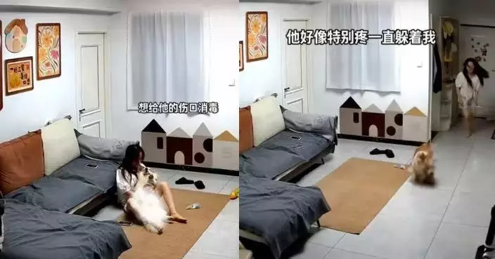哥基犬肚皮現紅色「傷口」 飼主以為受傷急搽酒精消毒 獸醫揭尷尬真相